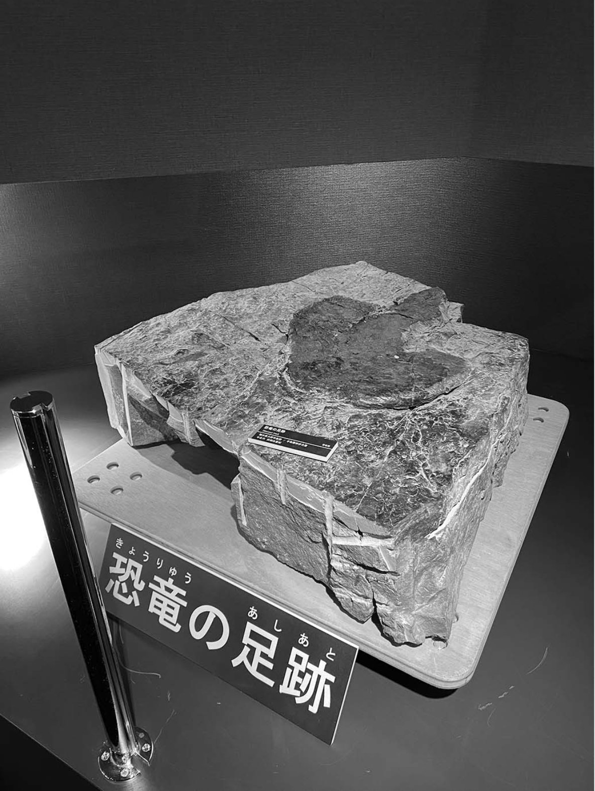 恐竜の足跡の化石を見ながらその大きさを確認できる